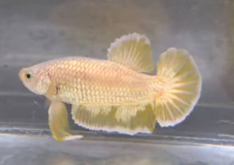 鬥魚觀察筆記：從展鰭到色彩的迷人細節 封面