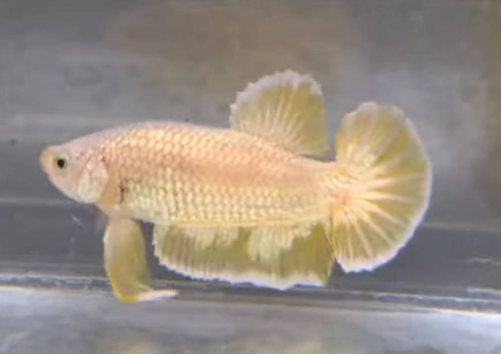 鬥魚觀察筆記：從展鰭到色彩的迷人細節 封面
